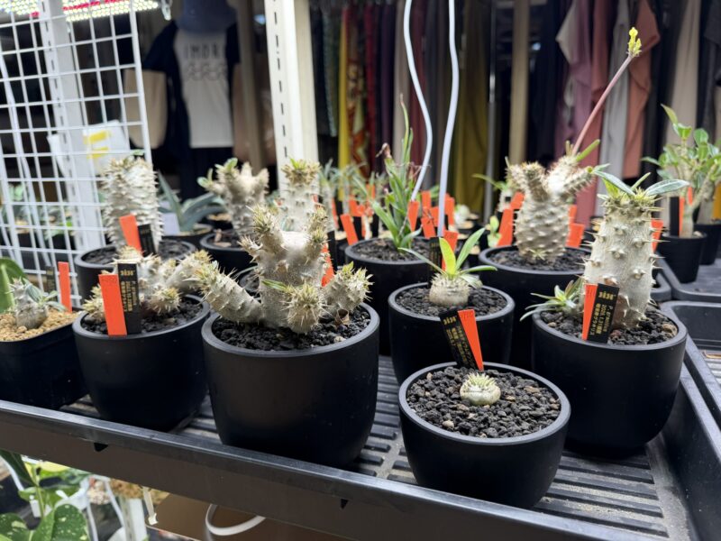 SISU PLUS PLANTSで育てた奄美産の植物
