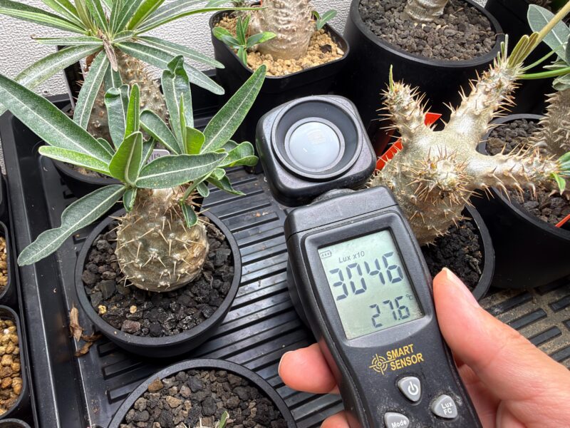 代替テキスト:植物育成LEDの下でLUX照度計を使って植物棚の明るさを測定している様子