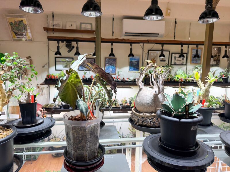 SISU PLUS PLANTSでBRIM COSMO 22W 4000K植物育成LEDを使って塊根植物やアガベなどを管理している様子