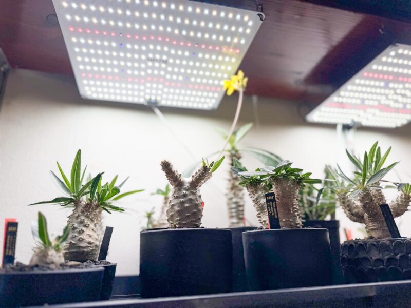 SISU PLUS PLANTSでBRIM PANEL A 65W植物育成LEDを使ってパキポディウムなどを室内管理している様子