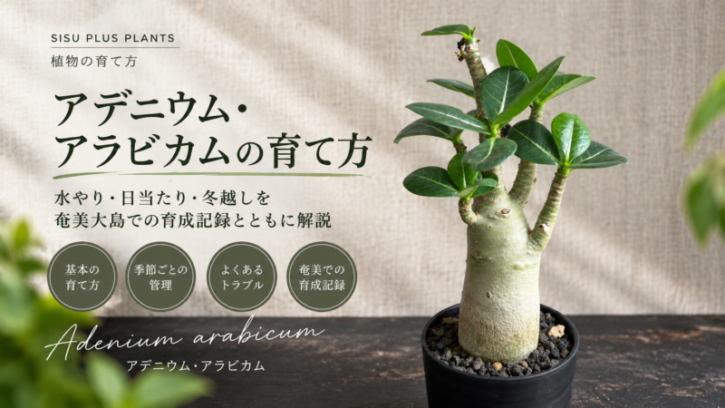 アデニウム・アラビカムの育て方|SISU PLUS PLANTS 奄美大島