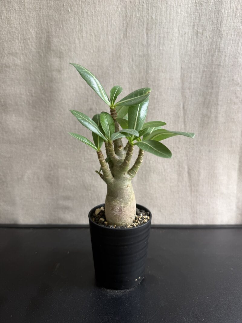 SISU PLUS PLANTSに入荷した7.5号鉢のアデニウム・アラビカム
