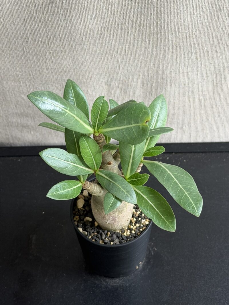 SISU PLUS PLANTSに入荷した7.5号鉢のアデニウム・アラビカム