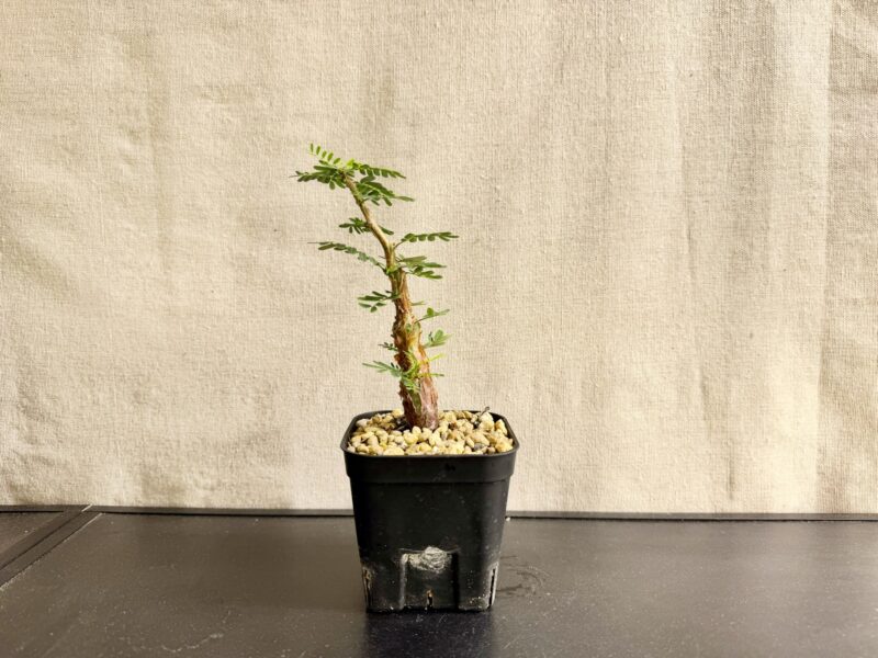 奄美大島で種から育てたセンナ・メリディオナリス実生株