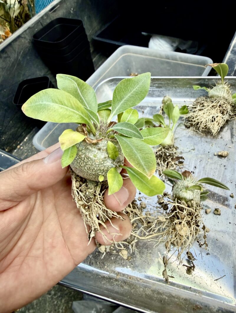パキポディウム・マカイエンセ実生株の植え替え時に確認した根の成長