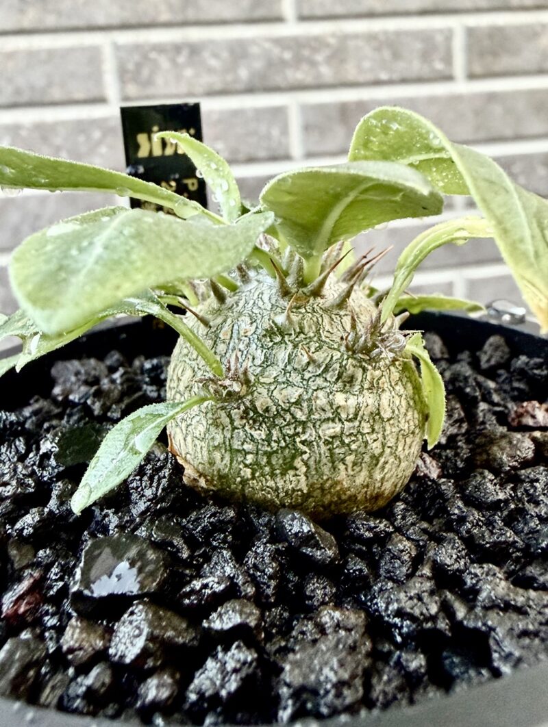 パキポディウム・マカイエンセ実生株の植え替え時に確認した根の成長