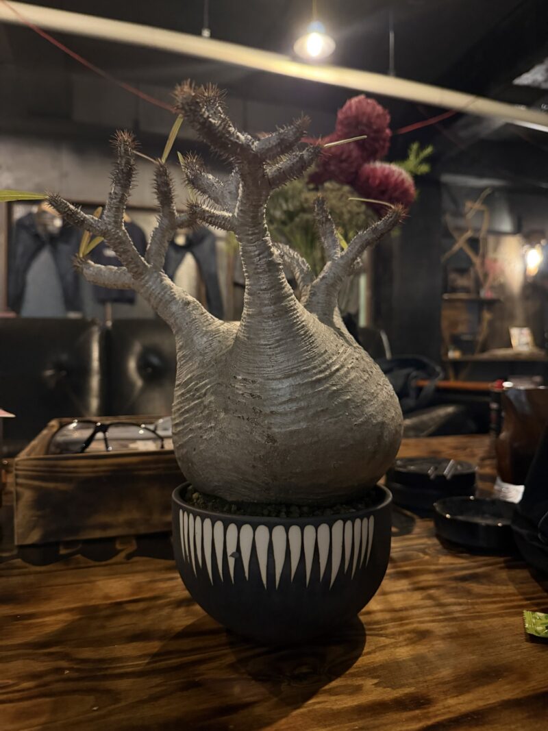 居酒屋さいさい(Washingtonclub)が販売する塊根植物とアガベ